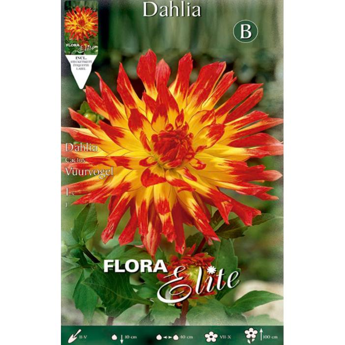 Yellow Cactus Dahlia Bulb with Red Tip 1 pc
