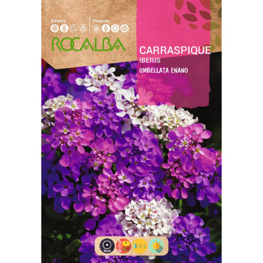 Samen von Carraspique umbellata Zwerg, gemischt