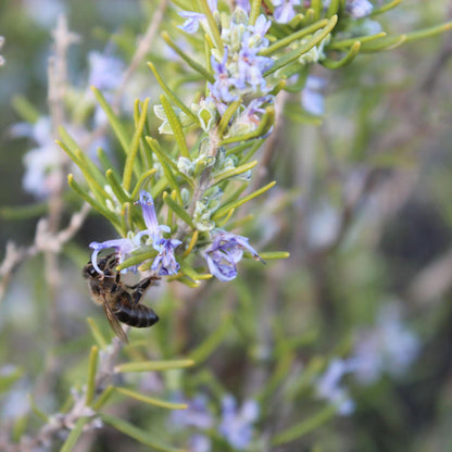 Bio-Rosmarinhonig Bona Mel 450 g