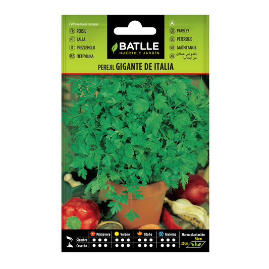 Giant Italian parsley seeds Batlle
