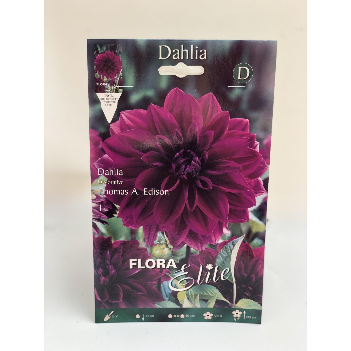 Decorative blue-violet dahlia bulb, 1 unit