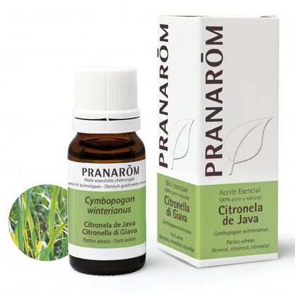 Ätherisches Öl Citronella aus Java Pranarôm 10 ml