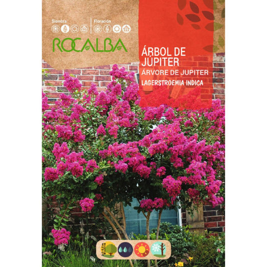 Samen des Jupiterbaums Lagerstroemia indica