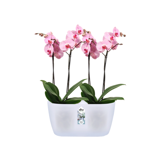 Doppio vaso per orchidee Brussels orchid duo Elho trasparente