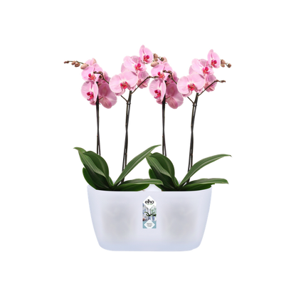 Doppio vaso per orchidee Brussels orchid duo Elho trasparente