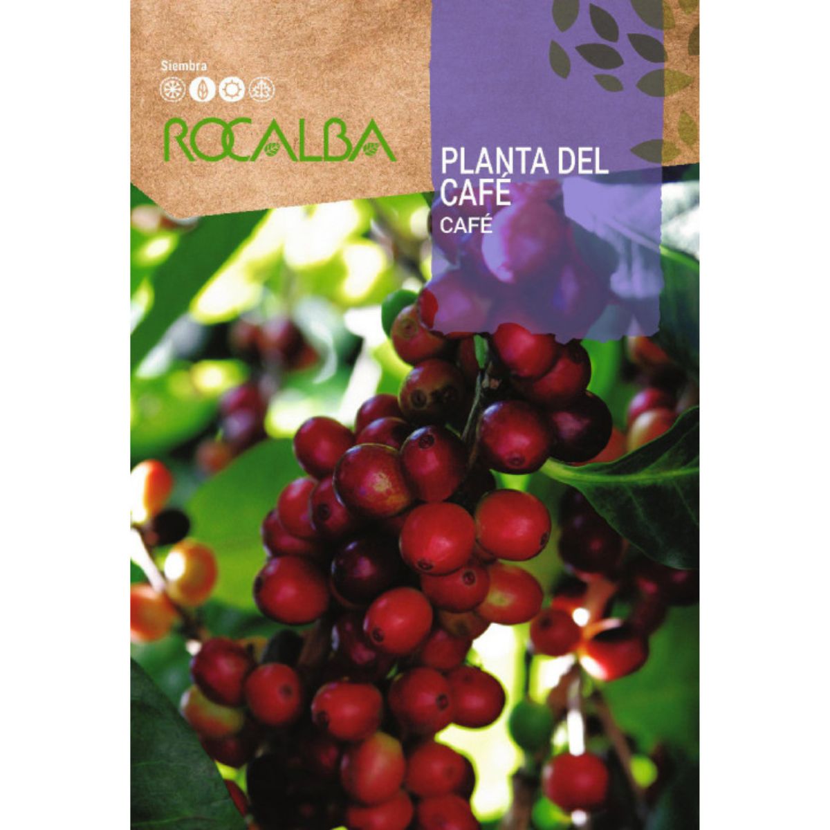 Graines de caféier