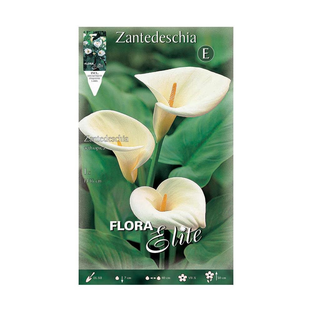 Bulbe de Calla aethiopica blanche 1 unité