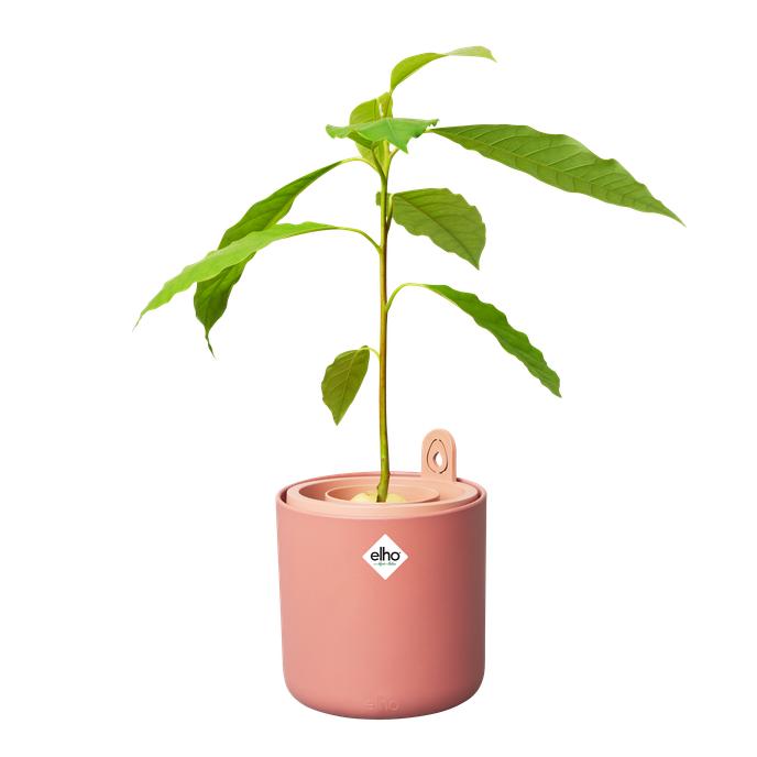 Avocado-Keimtopf Amazing Avocado Elho Terra