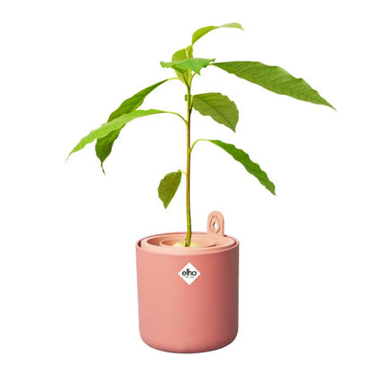 Avocado-Keimtopf Amazing Avocado Elho Terra