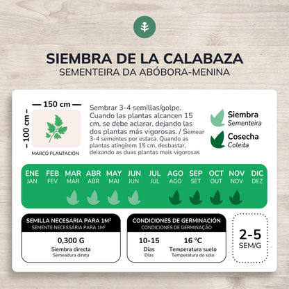 Organic Butternut Squash Seeds Planeta Huerto