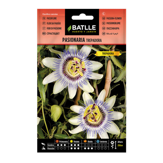 Zaden van klimplant Passiflora Batlle