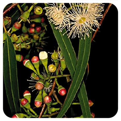 Etherische olie Eucalyptus radiata Pranarôm 10 ml