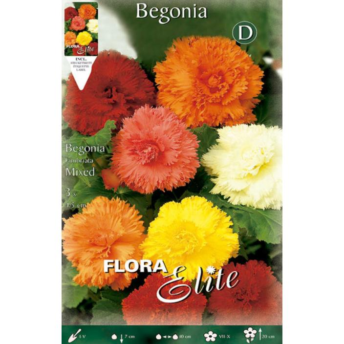 Bulbo Begonia Fimbriata mezcla 3 uds