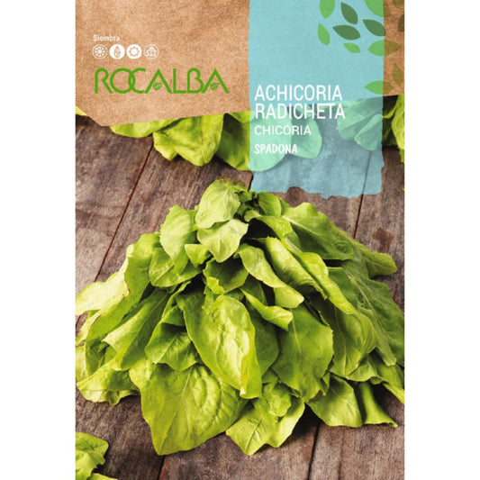 Samen der Radicchio-Salatsorte Spadina